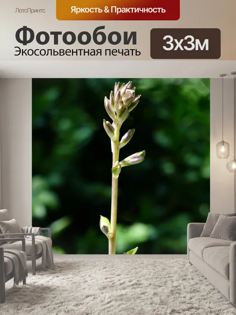 Фотообои Бутон