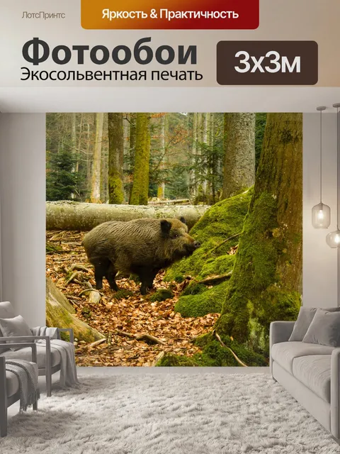 Фотообои Дикий кабан