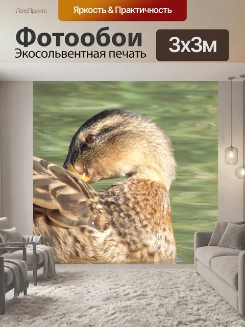 Фотообои Утка в озере