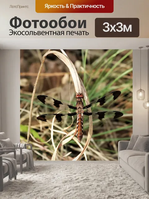 Фотообои Полосатый вымпел стрекоза крупным планом