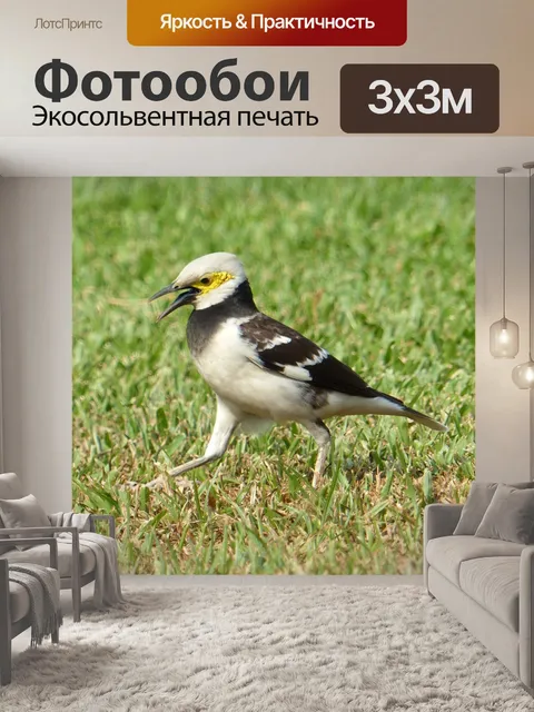 Фотообои Птица