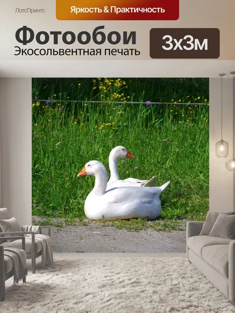 Фотообои Белые гуси