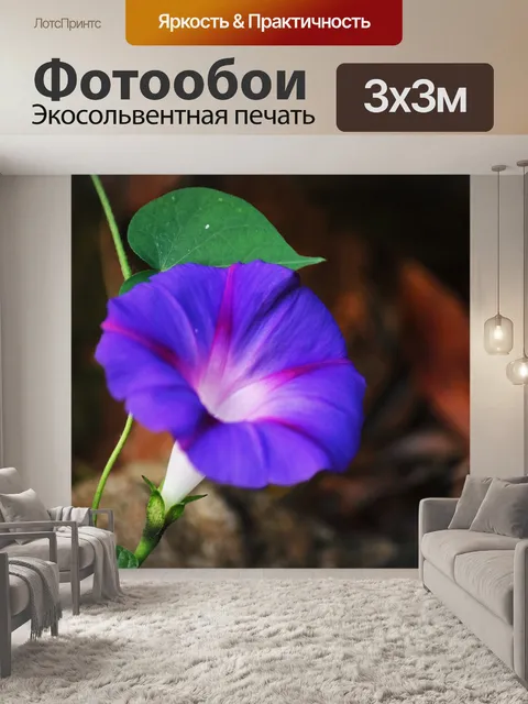 Фотообои пурпурная утренняя слава цветок и лист