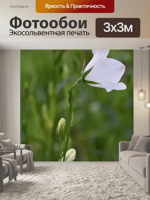 Фотообои Белый цветок