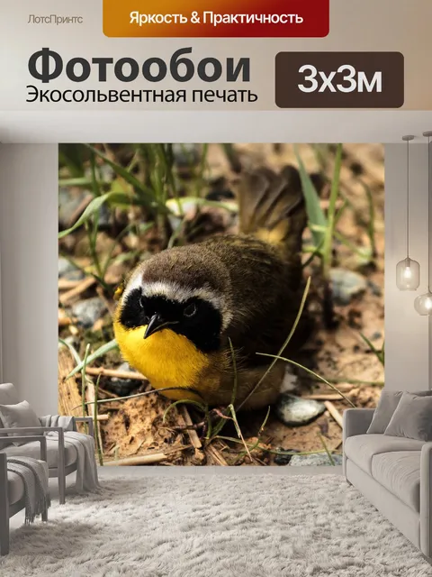 Фотообои Обыкновенный самец желтоглотки