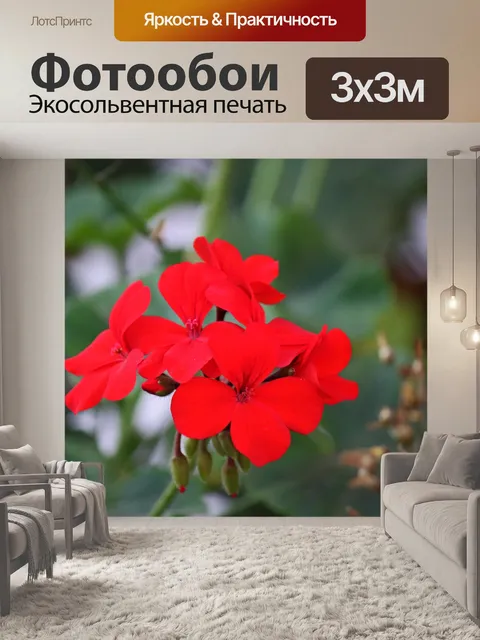 Фотообои красный цветок герани в саду