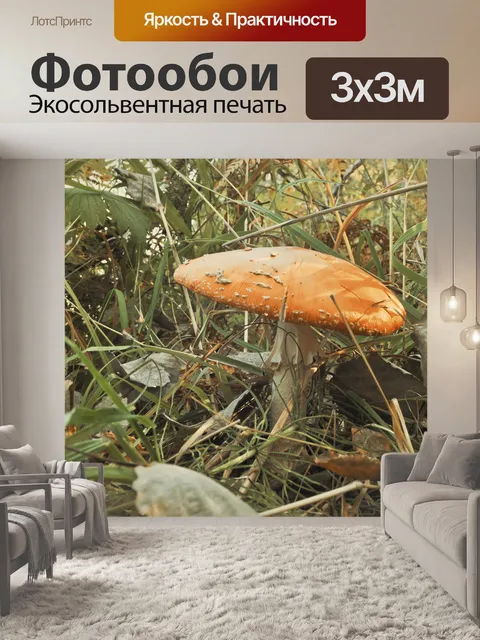 Фотообои Большие грибы