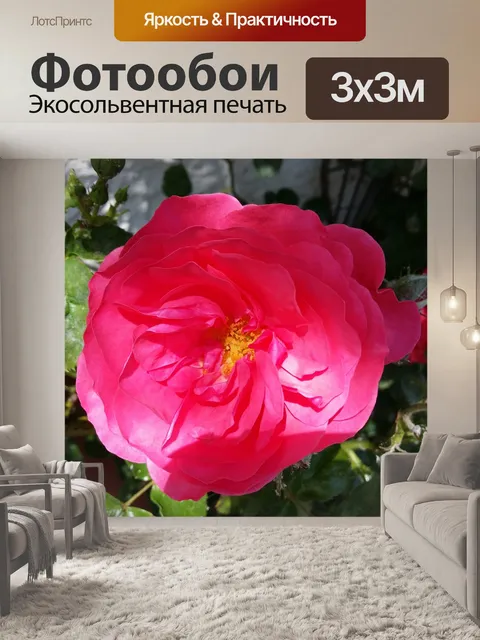 Фотообои Красная роза
