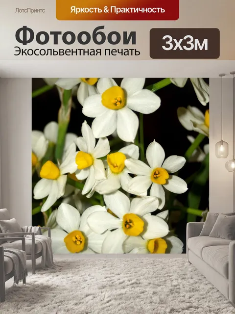 Фотообои Фото цветка орхидеи