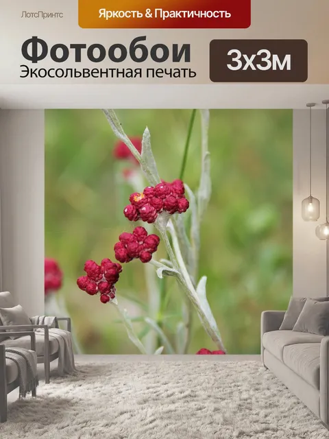 Фотообои Кровь маккавеев полевого цветка
