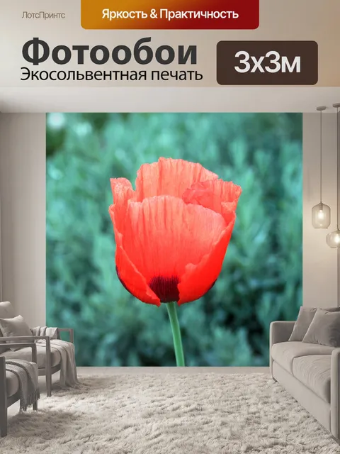 Фотообои Красный мак с зеленым фоном