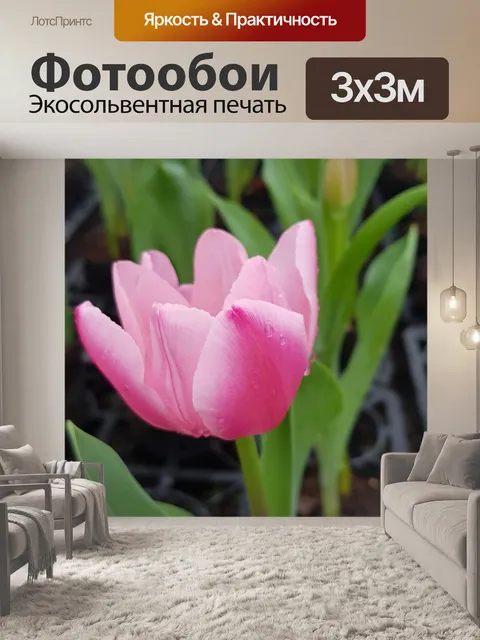 Фотообои Розовый тюльпан