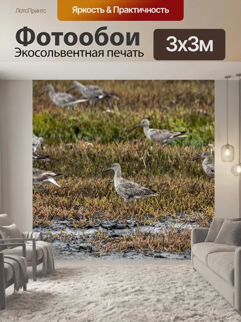 Фотообои Willet Birds
