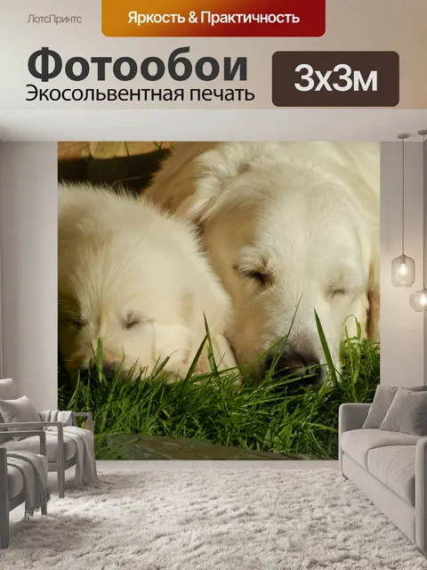 Фотообои Собака щенок золотистый ретривер