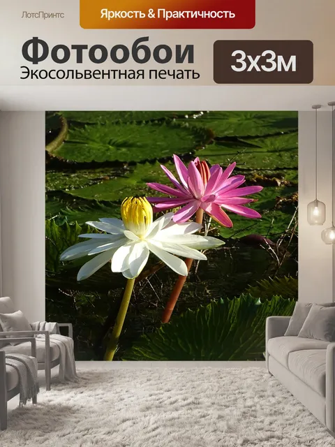 Фотообои Водяная лилия