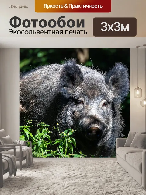 Фотообои Кабан