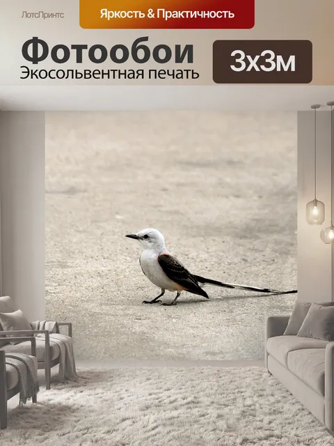 Фотообои Ножничный хвостовик на земле