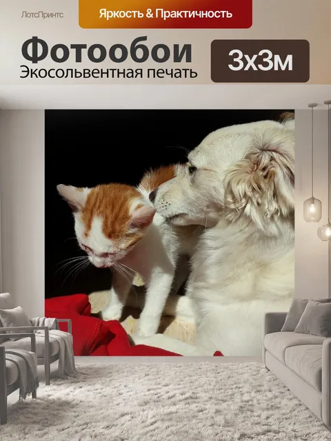 Фотообои Кошка и собака