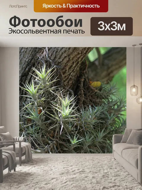 Фотообои растение с воздушными корнями