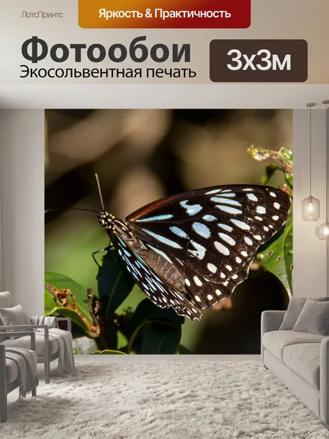 Фотообои Тигр синяя бабочка