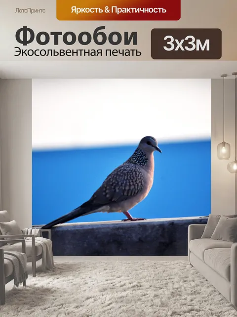 Фотообои Пятнистый голубь 10
