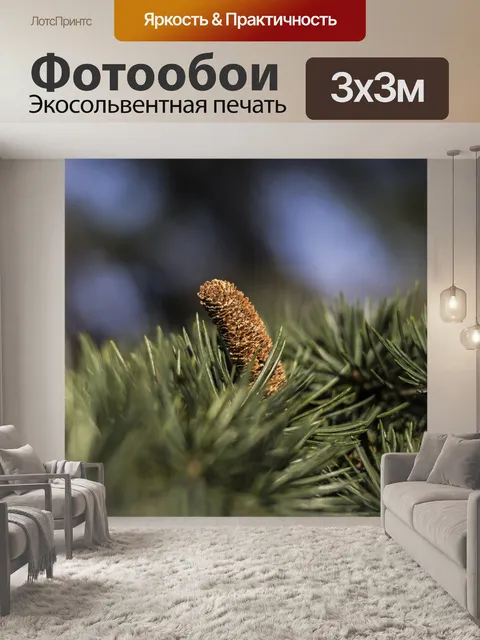 Фотообои Ель