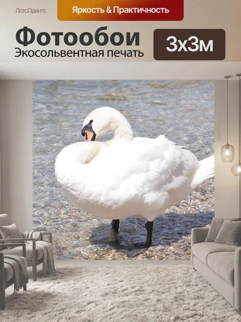 Фотообои Лебедь