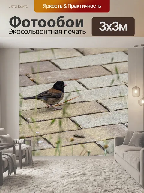 Фотообои темноглазый юнко