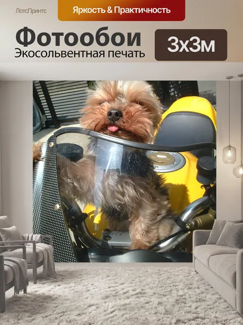 Фотообои Собака
