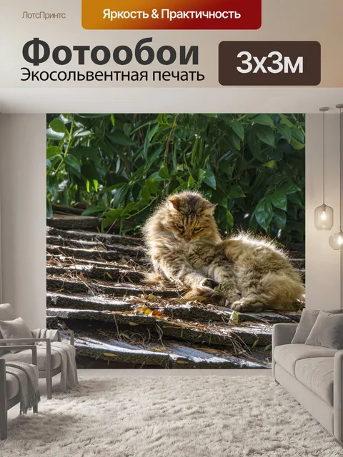 Фотообои кот на крыше