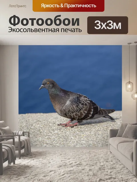 Фотообои Полное тело голубя