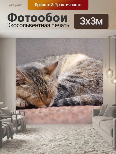 Фотообои Кошка