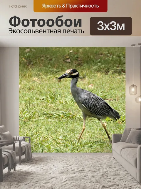 Фотообои Желтая коронованная ночная цапля крупным