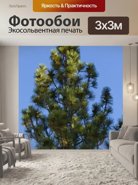 Фотообои Сосновое дерево Голубое небо