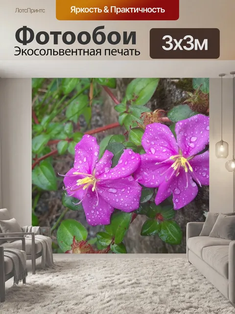Фотообои Цветок меластома маластар