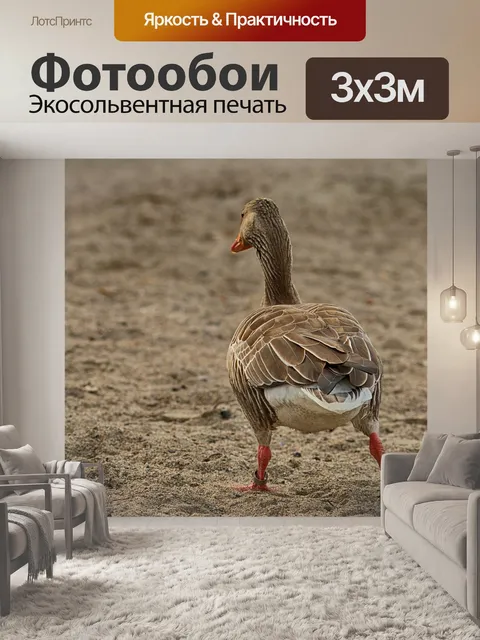 Фотообои Гуси