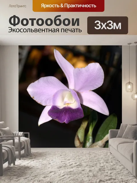 Фотообои Фото цветка орхидеи