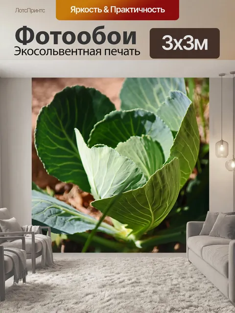 Фотообои защитные листья капусты