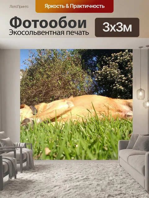 Фотообои Собака