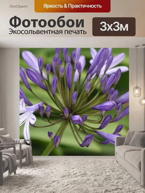 Фотообои Agapanthus