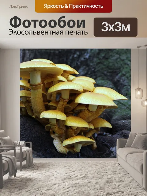 Фотообои Грибы