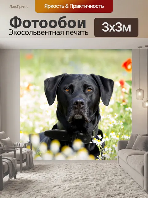 Фотообои Лабрадор ретривер