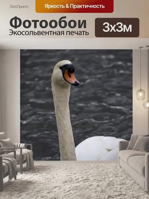 Фотообои лебедь
