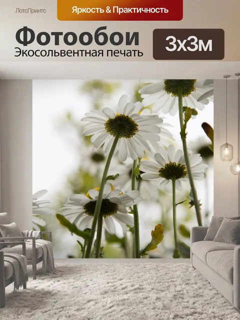 Фотообои Дейзи цветы