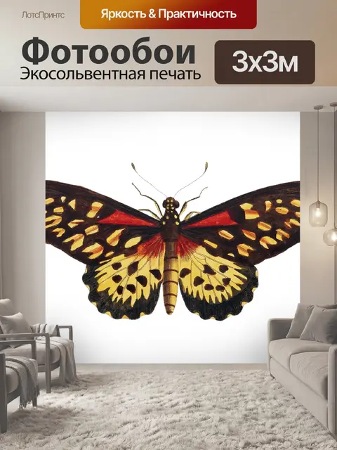 Фотообои Бабочка моли мотылек винтаж
