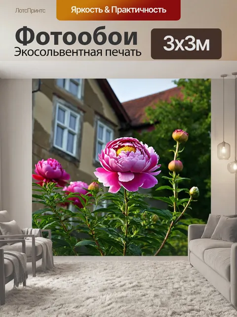 Фотообои пионы, расцветающие на фоне старого дома