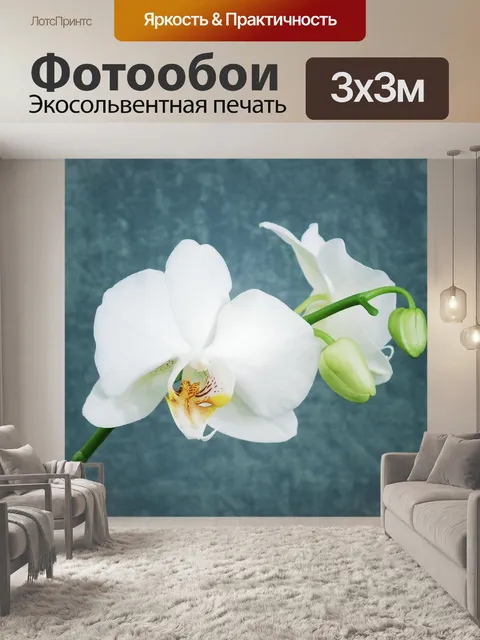 Фотообои Белая орхидея