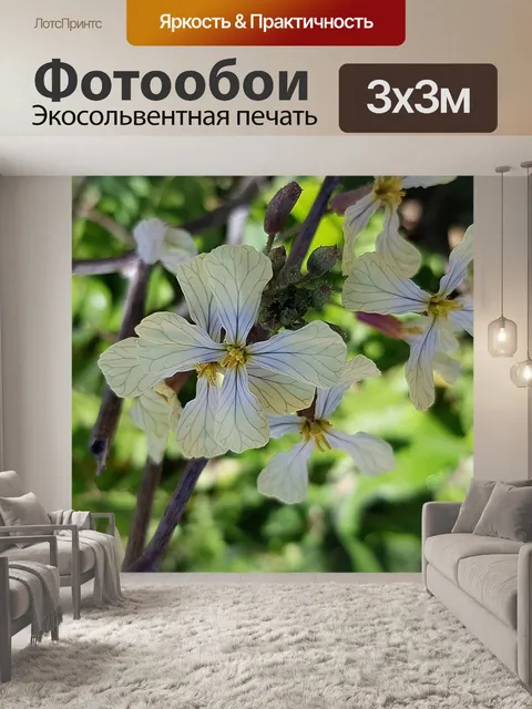 Фотообои Природа