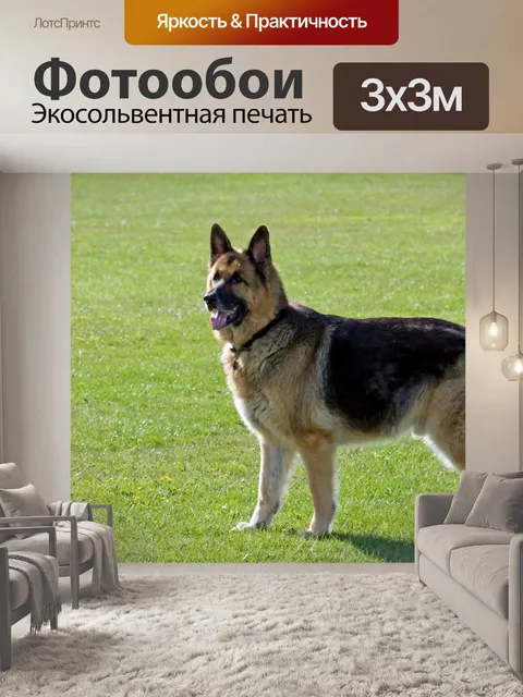Фотообои Немецкая овчарка