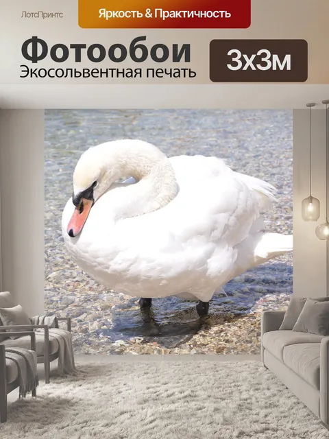 Фотообои Лебедь